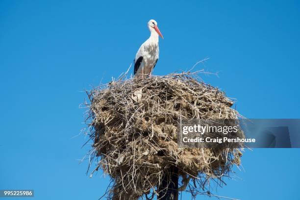stork atop nest on telegraph pole. - dormant volcano stock pictures, royalty-free photos & images