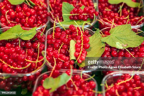 red currant berries in containers (ribes) - agnes stock pictures, royalty-free photos & images