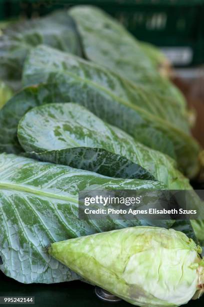 pointed cabbage, sugarloaf, brassica oleracea var. capitata - agnes stock pictures, royalty-free photos & images