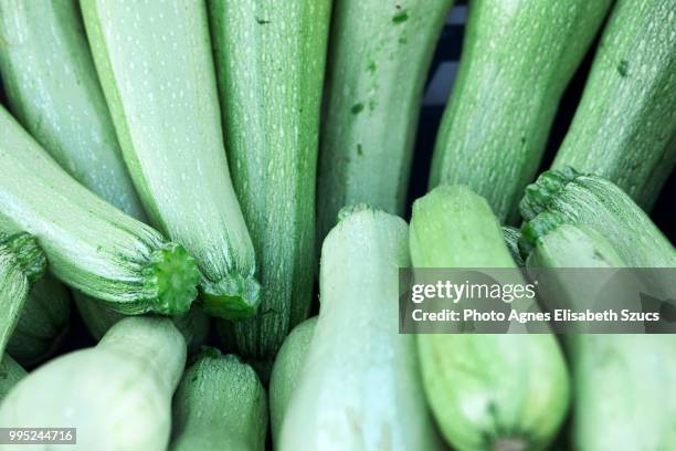 squash, zucchini, courgettes full frame cucurbita pepo - agnes stock pictures, royalty-free photos & images