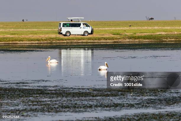 pelicans and safari vehicle at amboseli national park - 1001slide stock pictures, royalty-free photos & images
