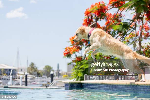 labrador puppy jumping in pool - jumping australia stock-fotos und bilder