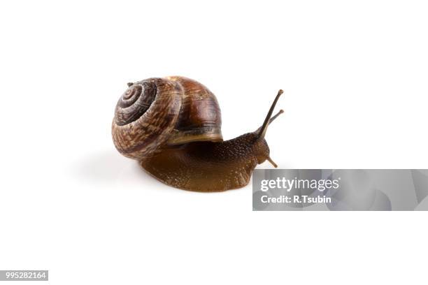 garden snail ,isolated on white - garden snail stock pictures, royalty-free photos & images