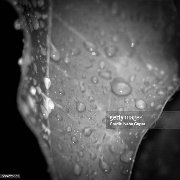 water drops on a fresh leaf - neha gupta stock pictures, royalty-free photos & images