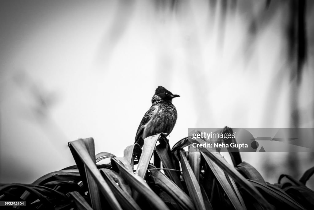 Bulbul Bird Sitting on Palm Tree - Monochrome