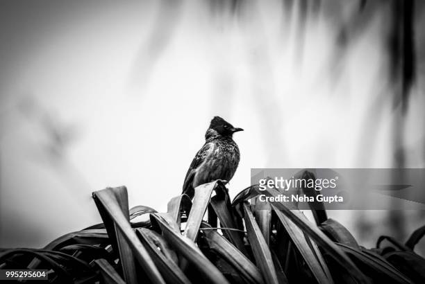 bulbul bird sitting on palm tree - monochrome - neha gupta stock pictures, royalty-free photos & images