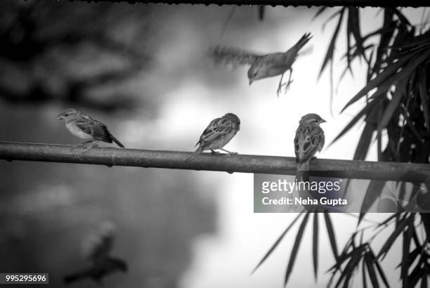 house sparrows - monochrome - neha gupta stock pictures, royalty-free photos & images
