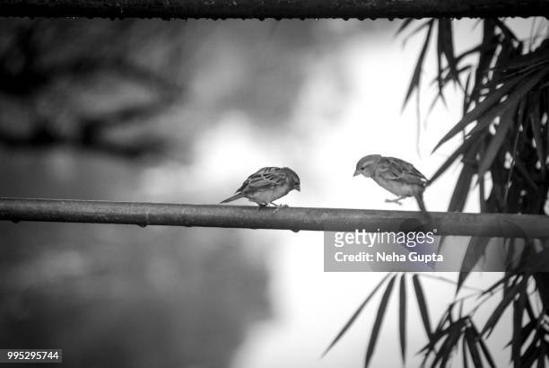 house sparrows - monochrome - neha gupta stock pictures, royalty-free photos & images