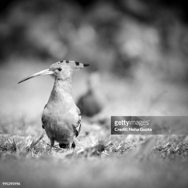 the hoopoe bird - monochrome - neha gupta stock pictures, royalty-free photos & images