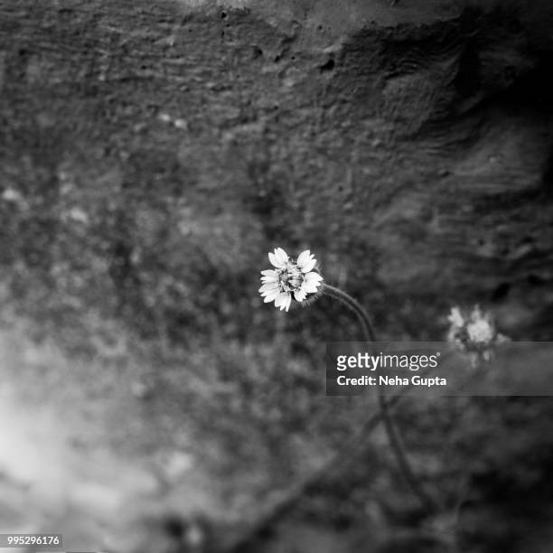 wildflowers on the wall - monochrome - neha gupta stock pictures, royalty-free photos & images