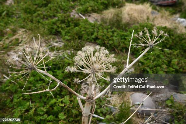 close-up of dried angelica plant at vardø, northen norway - angelica stock pictures, royalty-free photos & images