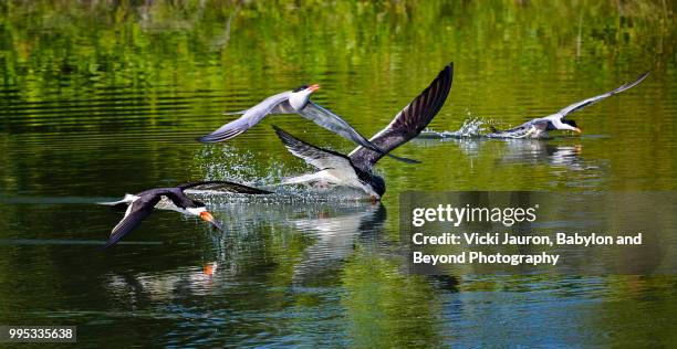 black skimmers and common terns diving for fish at nickerson beach - アジサシ ストックフォトと画像