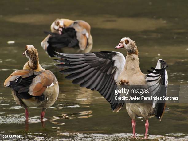 a group of bar-headed gooses fixed the plumage. anser indicus. - anser indicus stock pictures, royalty-free photos & images