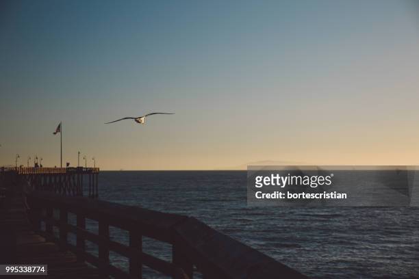 seagull flying over sea against clear sky during sunset - bortes fotografías e imágenes de stock