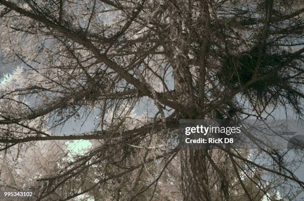 Ric Ric Tree Ric= Fotografías e imágenes de stock - Getty Images