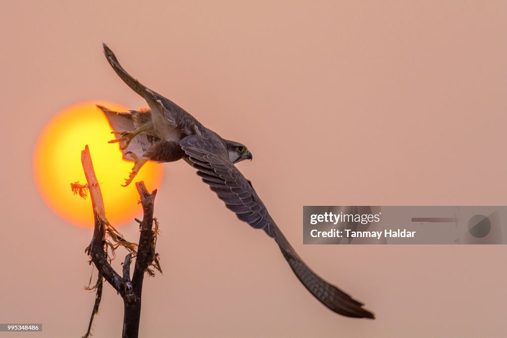 Laggar Falcon (Falco jugger)