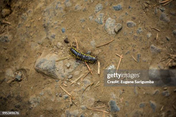 credit - eastern subterranean termites stock pictures, royalty-free photos & images