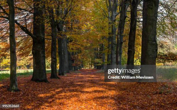 Autumn Lane High-Res Stock Photo
