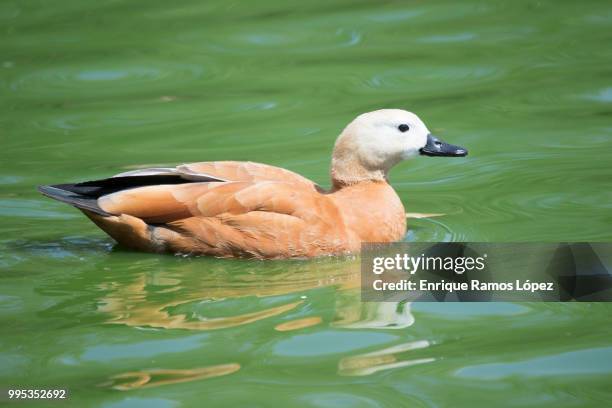 brown duck - ruddy shelduck stock pictures, royalty-free photos & images