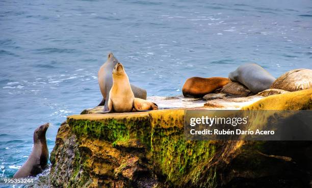 sea lions - acero imagens e fotografias de stock