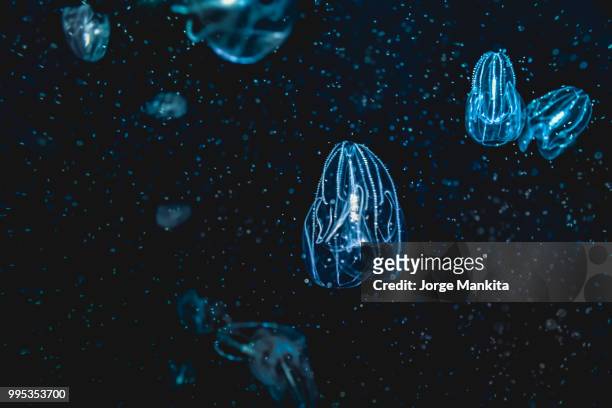 spiky blue jelly - comb jelly stock pictures, royalty-free photos & images