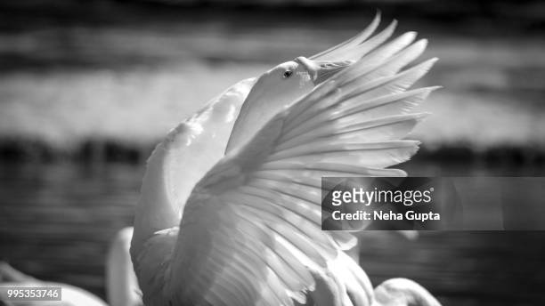 domestic white goose spreading its wings - monochrome - neha gupta stock pictures, royalty-free photos & images