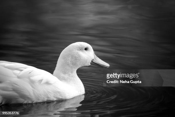 white mallard duck - monochrome - neha gupta stock pictures, royalty-free photos & images