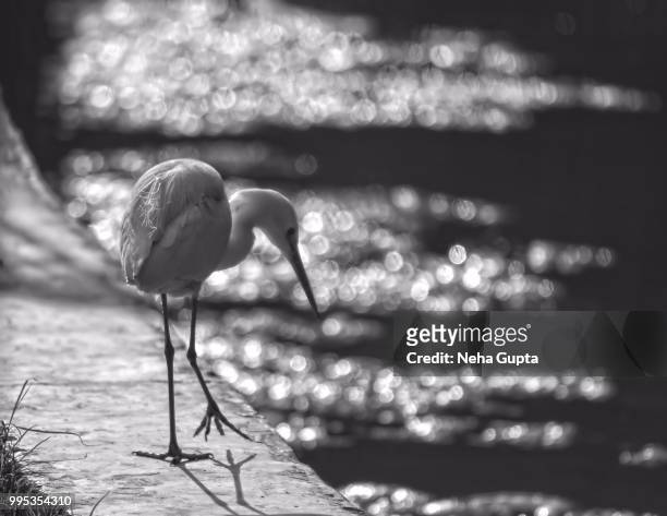little egret - monochrome silhouette - neha gupta stock pictures, royalty-free photos & images