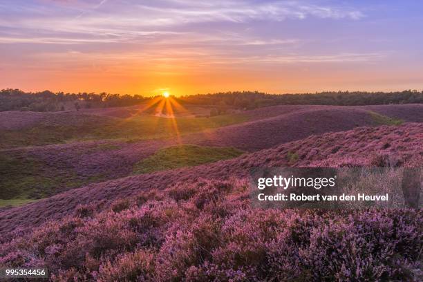 purplesunset - heuvel imagens e fotografias de stock