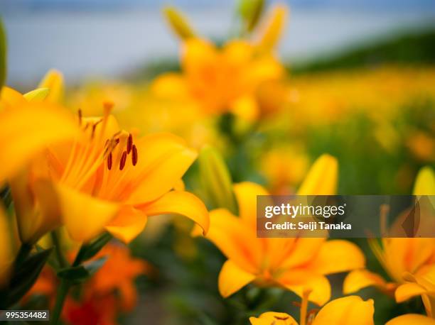 japanese yellow lily at osaka japan - japanese lily stock pictures, royalty-free photos & images