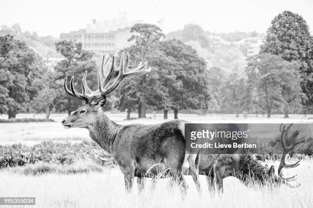 deer in richmond park - richmond park 個照片及圖片檔