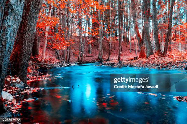 autumn - mostefa stock pictures, royalty-free photos & images