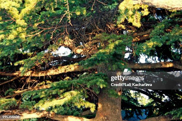 lebanese cedar - lali 個照片及圖片檔