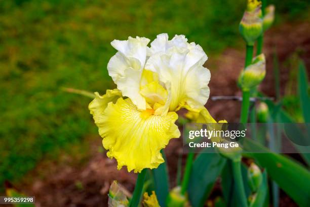 bearded iris flower - bearded iris stock pictures, royalty-free photos & images