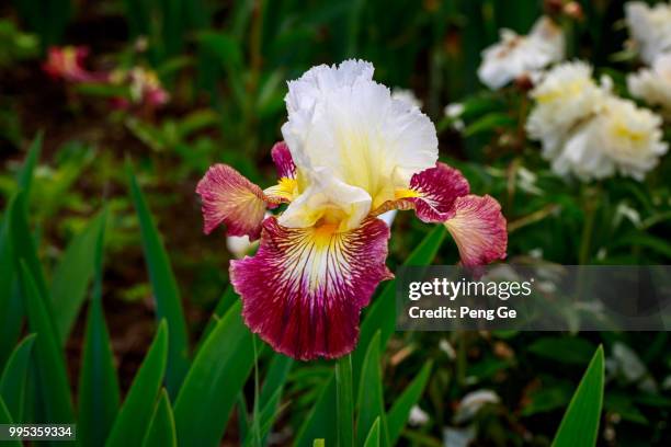 bearded iris flower - bearded iris stockfoto's en -beelden