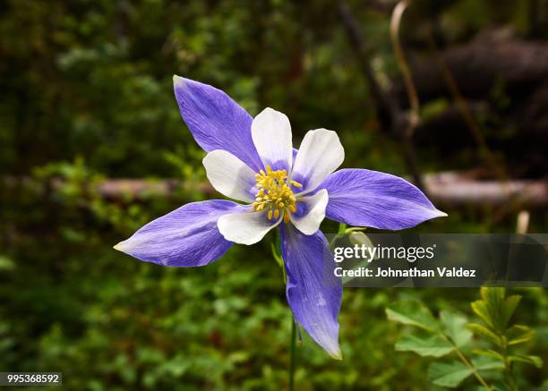 ceran columbine - columbine flower stock-fotos und bilder