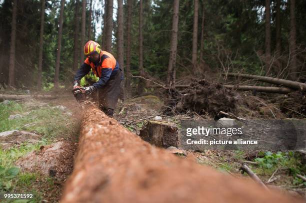 June 2018, Germany, Drei Annen Hohne: A forestry worker debarks the trunk of a spruce tree, which was overturned during a storm. Getting rid of the...