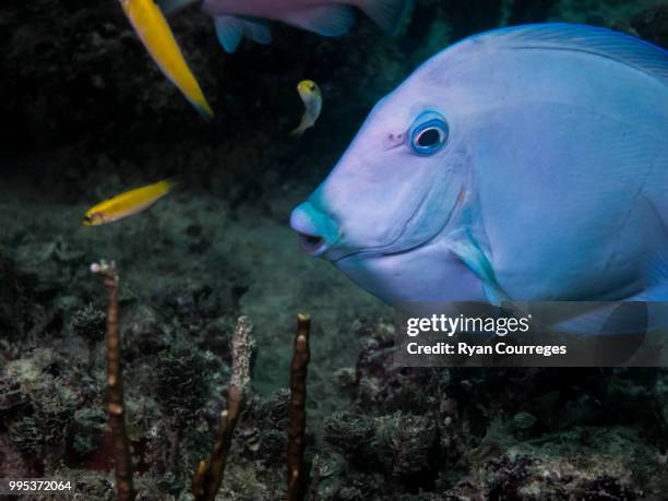 portrait of a blue tang - blue tang fish photos et images de collection