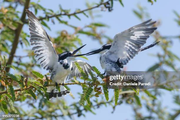 pied kingfishers couple - pied kingfisher ceryle rudis stock pictures, royalty-free photos & images