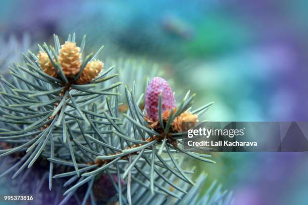 young cedar - lali stockfoto's en -beelden