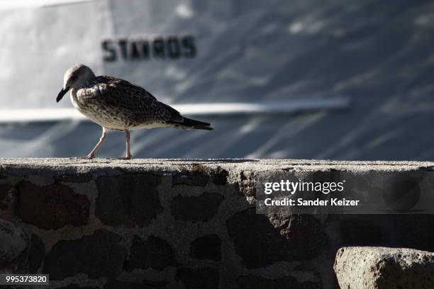 walk of shame - sander de wilde stockfoto's en -beelden