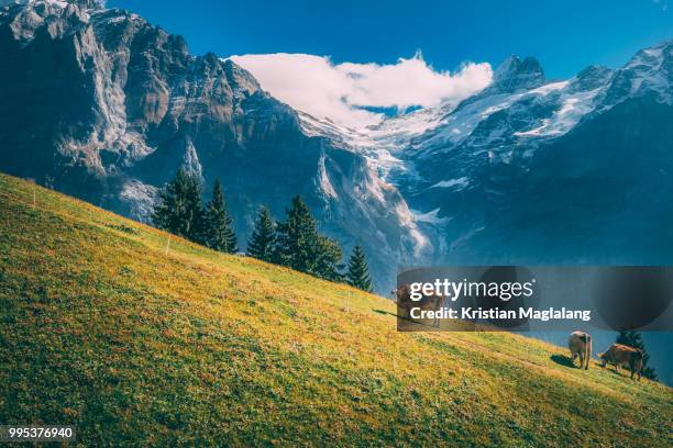 cows (bos taurus) grazing in steep pasture in alps mountains, grindelwald, switzerland - bos fotografías e imágenes de stock