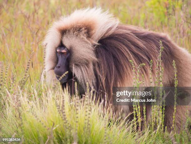 gelada mountain monkey - simien mountains national park stock pictures, royalty-free photos & images