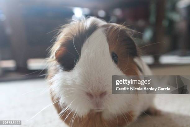 jenny - guinea pig - guinea pig stock pictures, royalty-free photos & images