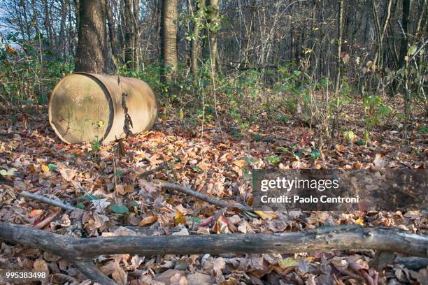 autumn woods 3 - parking log stock pictures, royalty-free photos & images