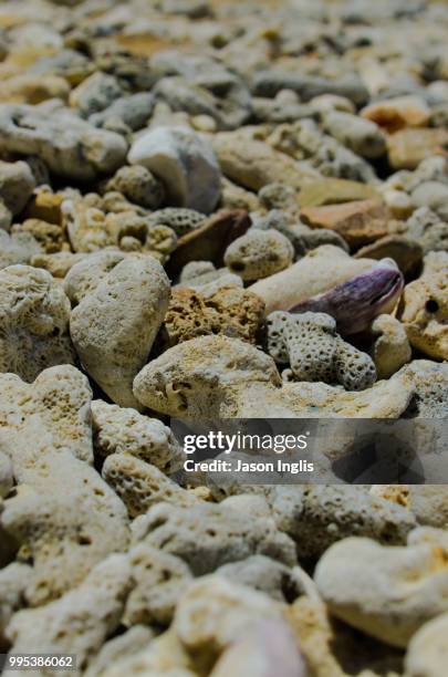 coral ashore - ashore stock pictures, royalty-free photos & images