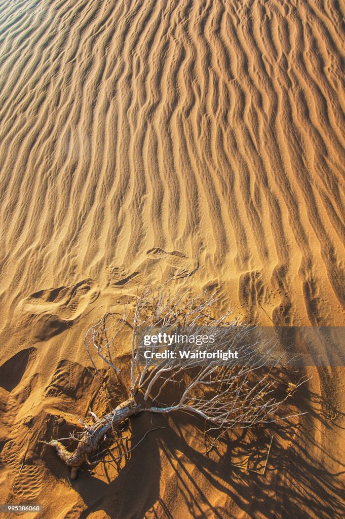 Desert with dead tree