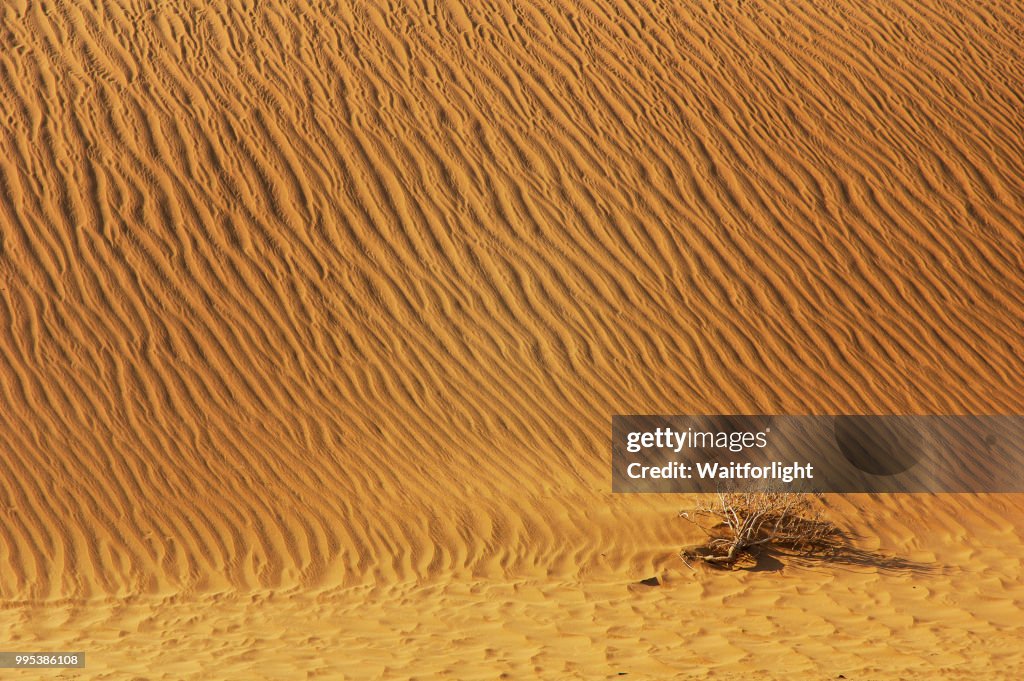 Desert with dead tree