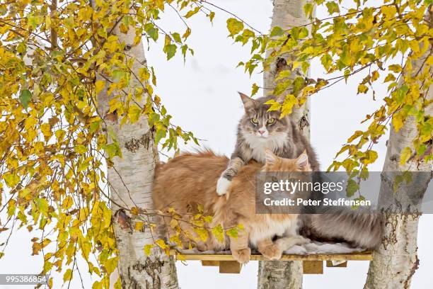 i've got your back - dog cat snow foto e immagini stock