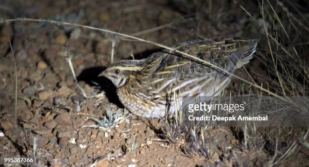 common quail - common quail stockfoto's en -beelden